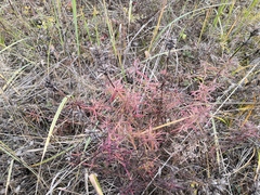 Dracocephalum ruyschiana