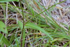 Picris hieracioides morrisonensis