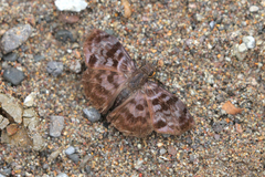 Ebrietas anacreon