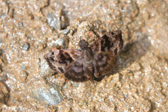 Ebrietas anacreon