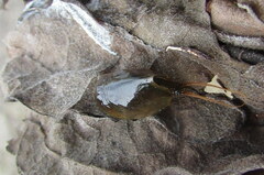 Lepidurus apus