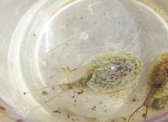 Triops cancriformis