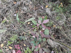 Potentilla fragarioides