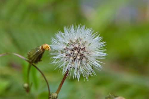 Picris hieracioides