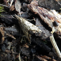 Glaucocharis dilatella