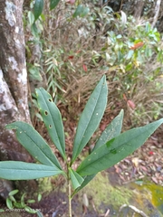 Symplocos wikstroemiifolia