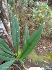 Symplocos wikstroemiifolia