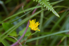 Picris hieracioides morrisonensis