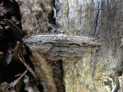 Scioglyptis loxographa