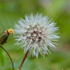 Picris hieracioides morrisonensis