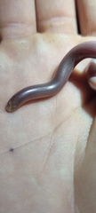 Rhinotyphlops lalandei