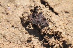 Ebrietas anacreon