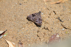 Ebrietas anacreon