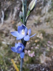 Thelymitra aristata