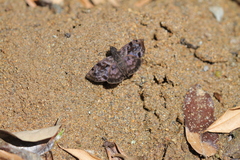Ebrietas anacreon