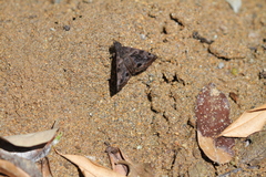 Ebrietas anacreon