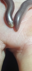 Rhinotyphlops lalandei
