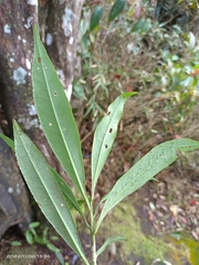 Symplocos wikstroemiifolia