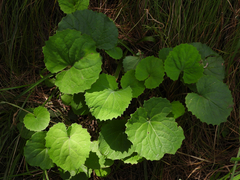 Orychophragmus violaceus