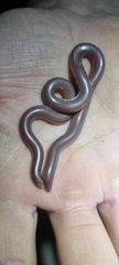 Rhinotyphlops lalandei