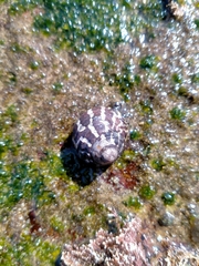 Austrocochlea porcata