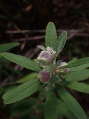 Olearia phlogopappa