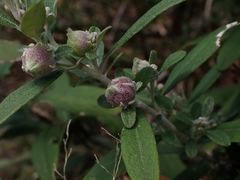Olearia phlogopappa