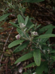 Olearia phlogopappa