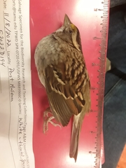 Zonotrichia albicollis