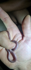 Rhinotyphlops lalandei