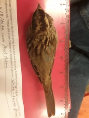 Zonotrichia albicollis