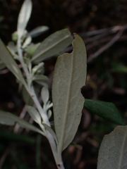Olearia phlogopappa