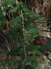 Olearia phlogopappa
