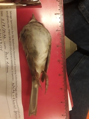 Zonotrichia albicollis