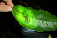 Espadarana prosoblepon