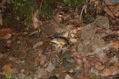 Leptodactylus savagei