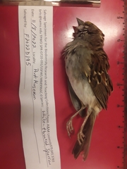 Zonotrichia albicollis