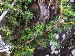 Juniperus formosana