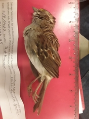 Zonotrichia albicollis