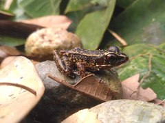 Pulchrana