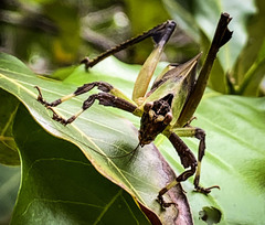 Ephippitytha kuranda