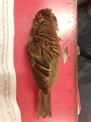 Zonotrichia albicollis