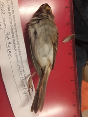 Zonotrichia albicollis