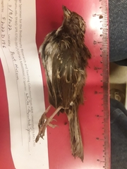 Zonotrichia albicollis