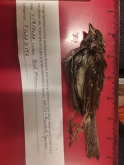 Zonotrichia albicollis