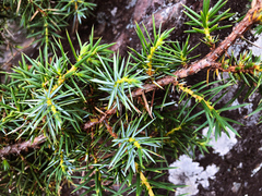 Juniperus formosana