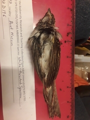 Zonotrichia albicollis