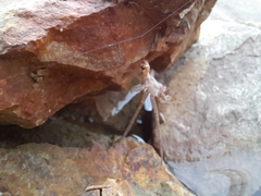 Myrmaplata plataleoides