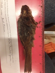 Zonotrichia albicollis