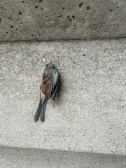 Zonotrichia albicollis